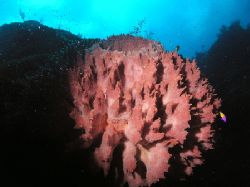 one of many big sponges on Roatan... by Anja Garrido Barnet 